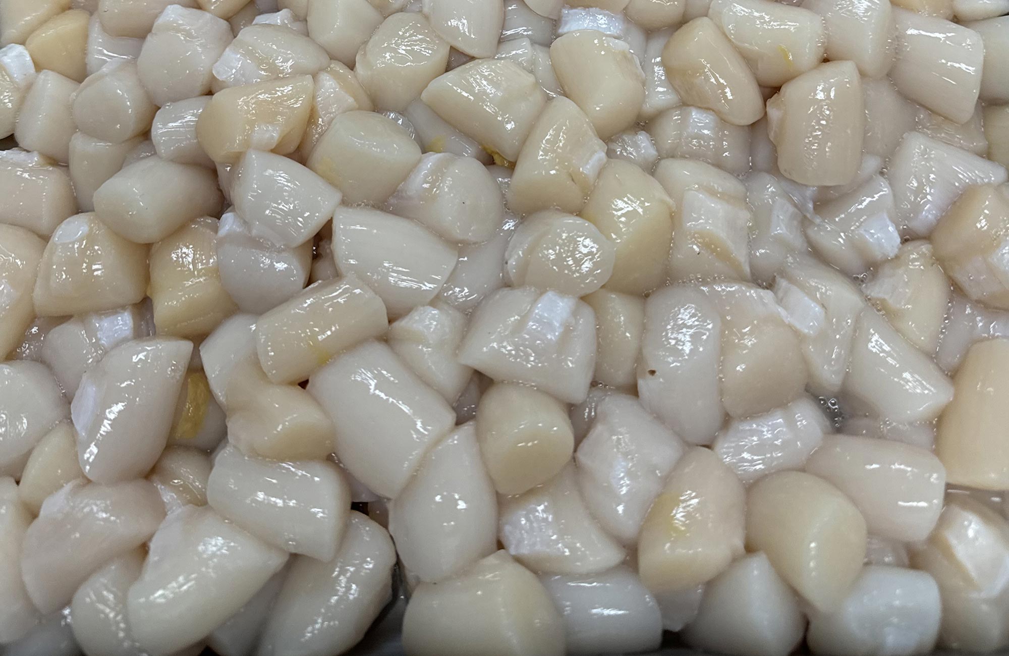 Nantucket bay scallops direct shipped from nantucket seafoods